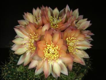 Flower of mother plant